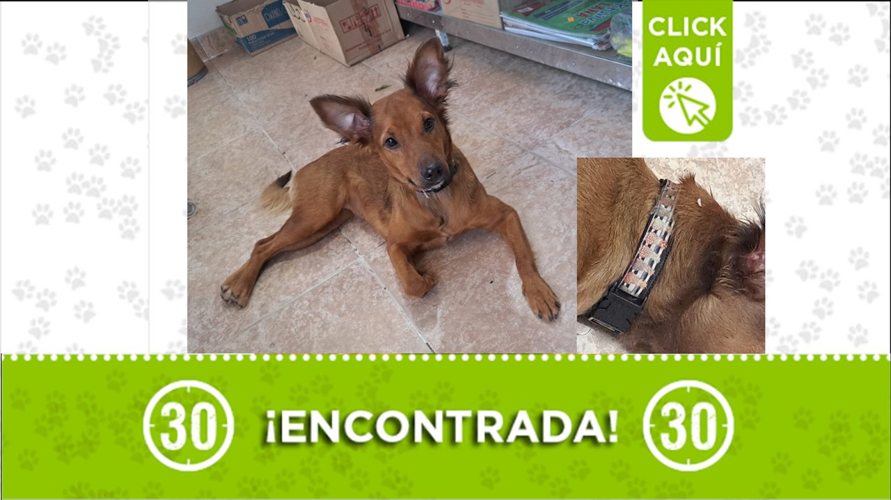 La perrita fue encontrada en el barrio Santa Fe en Guayabal