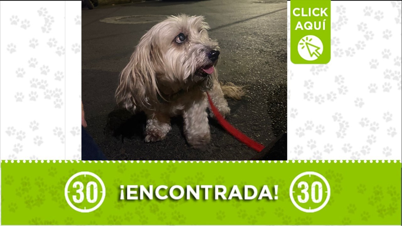 Esta tierna perrita fue encontrada solita en La Cumbre, por Bello: Está recién bañada, y huele a shampoo