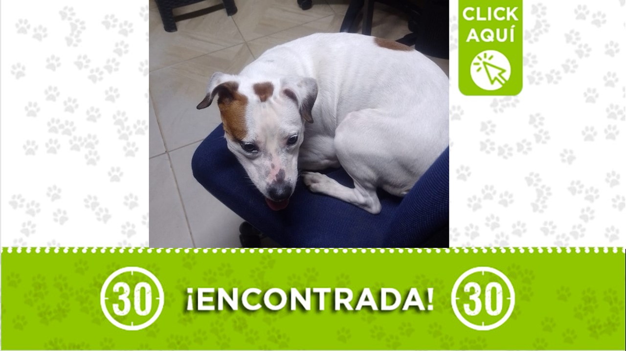 La perrita apareció "de la nada" en Bello y buscan a su familia o quien la adopte