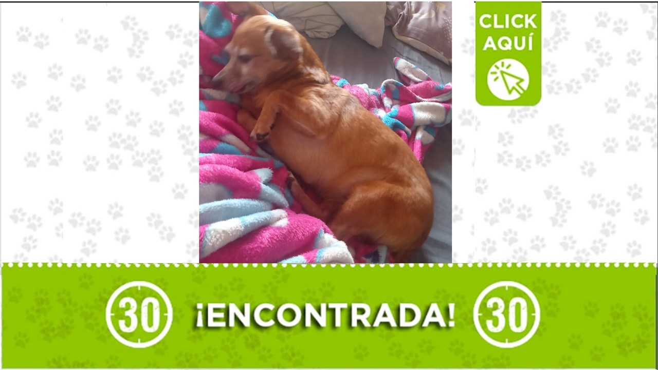 Perrita encontrada en Caldas: Buscan a su familia