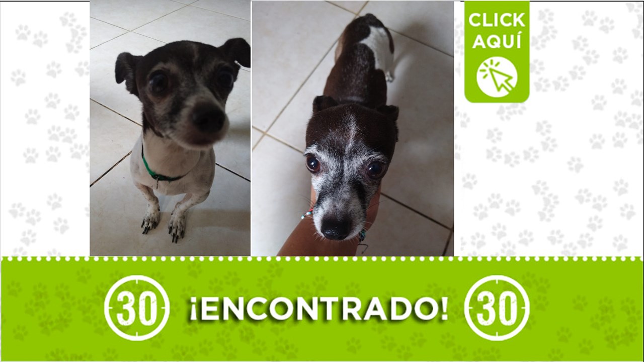 Perrito encontrado solo en Bello; Se busca a su familia