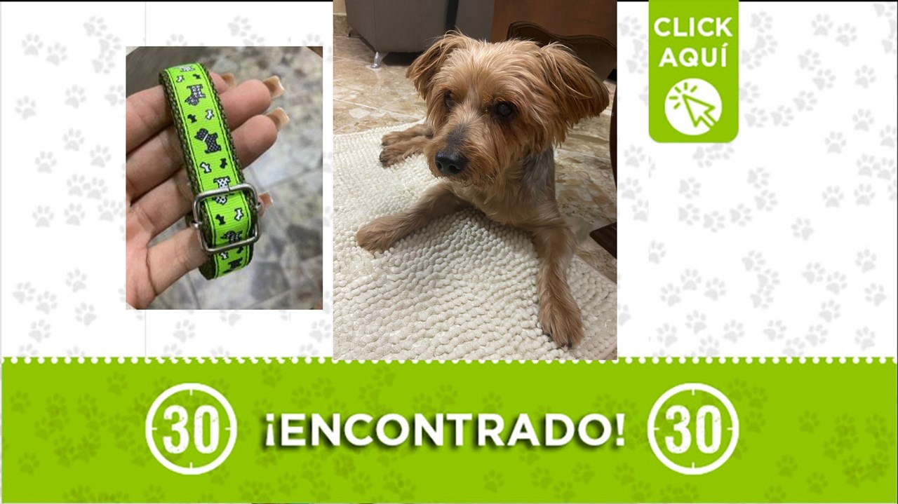 Perrito de avanza edad fue encontrado en una cancha de El Salvador y buscan a su familia