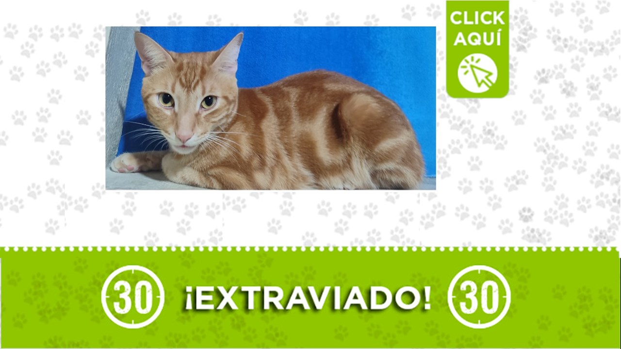 Eros es un gatico criollo de color amarillo claro con manchas "café naranjosas" que se perdió en el Popular 1