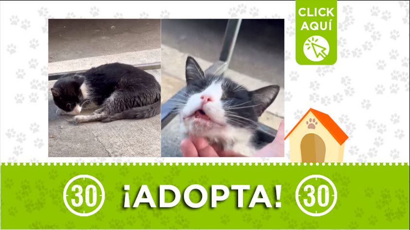 ¡Adopta! Esta gatica esta buscando hogar en Medellín