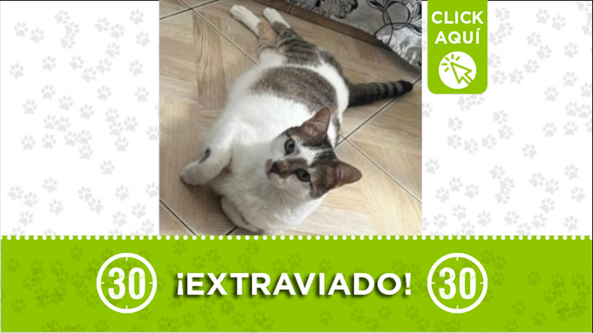 ¿Ha visto a "Jerry"? Se perdió en Campo Valdés