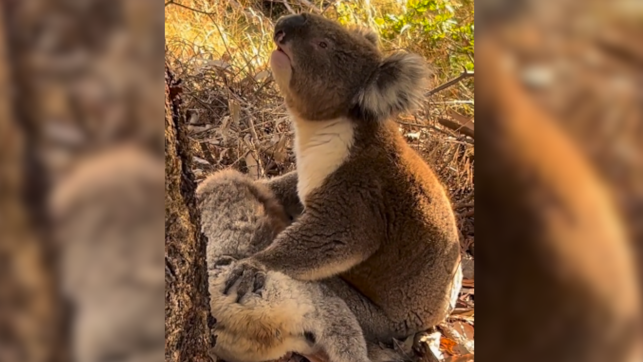¡Qué triste!: Un koala macho fue captado llorando desconsoladamente por la muerte de su pareja