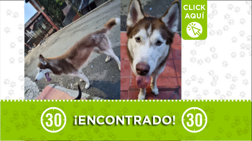 ¿Es suyo? Lobo siberiano encontrado en Robledo Kennedy