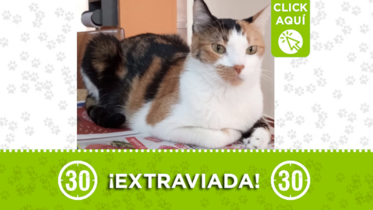 "Loli" se perdió en el barrio Belén