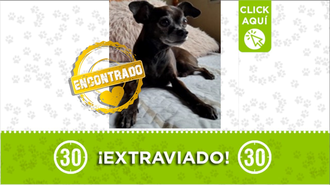 Lucky se había perdido al medio día del miércoles 28 de febrero y la madrugada de este jueves regresó a su hogar