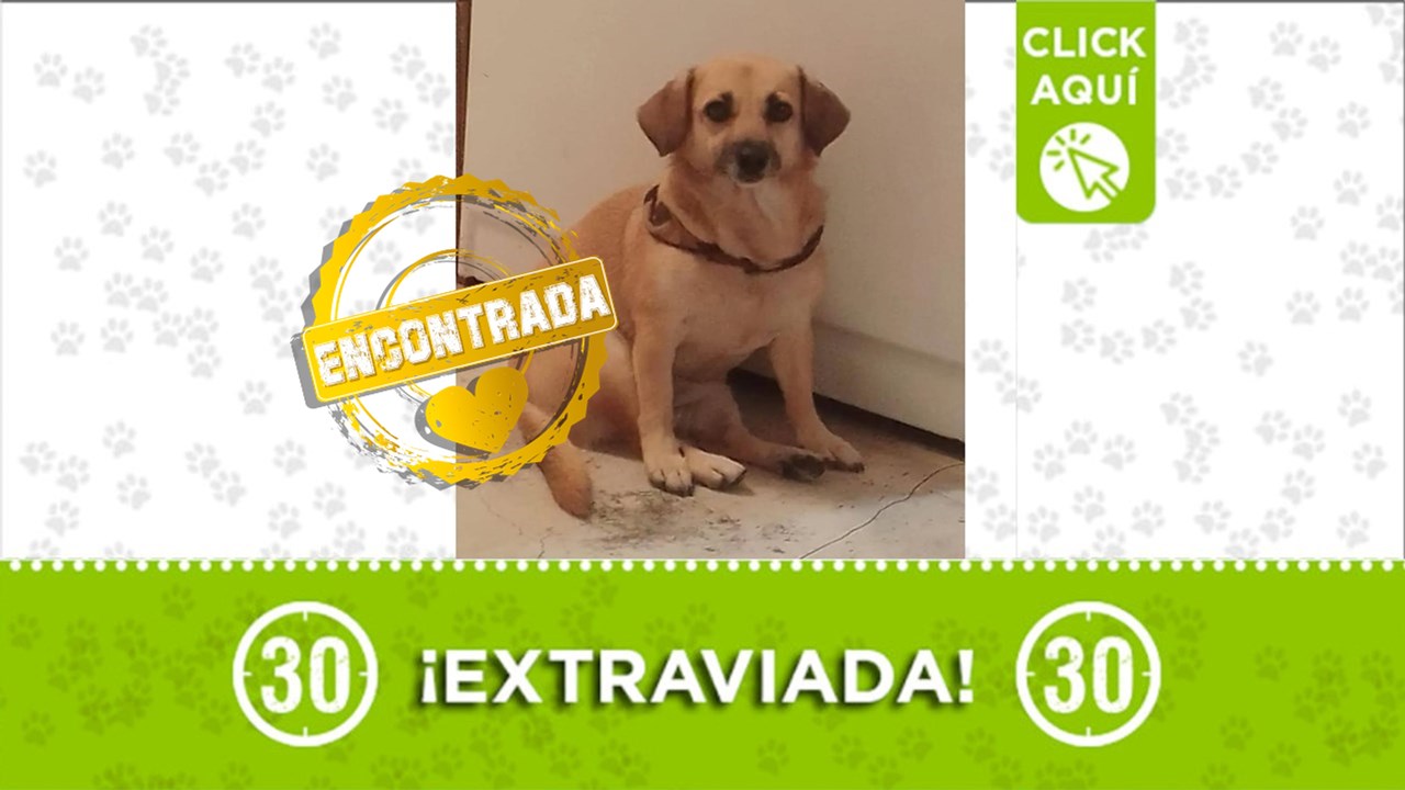 Lulú ya está con su familia. Gracias a todos los que compartieron la información