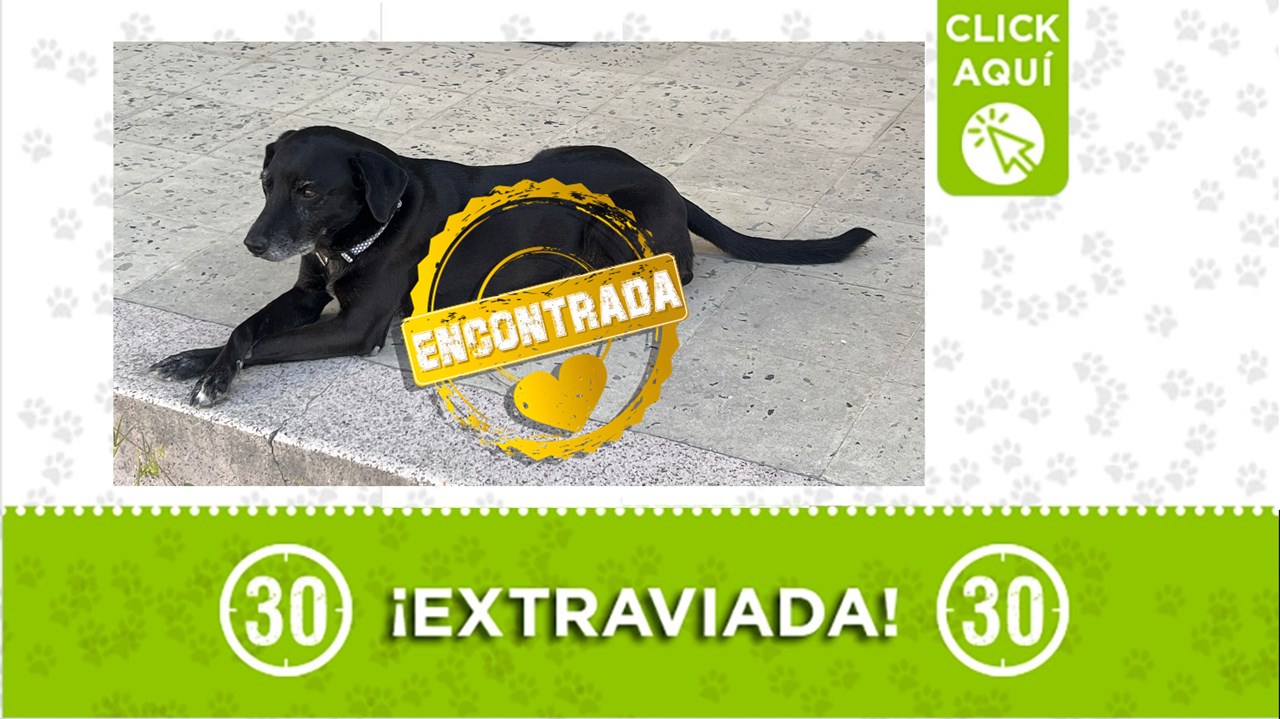 Luna ya está de regreso en su hogar