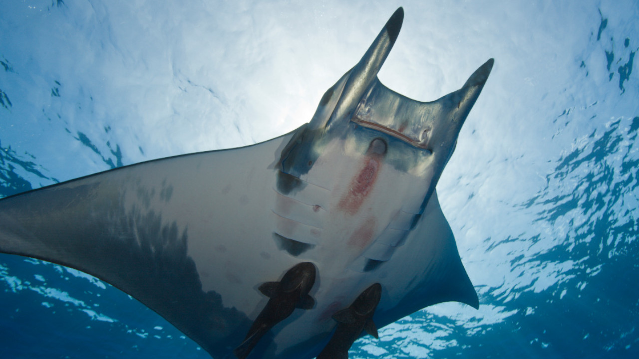 Mantarraya en embarazo