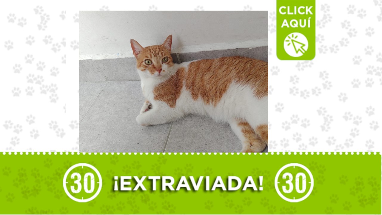 Masmelo es una linda gatita de 5 años que se perdió en el centro oriente de Medellín