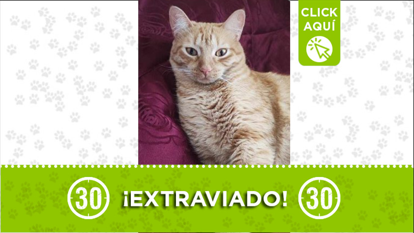 ¿Lo ha visto? "Mono" se perdió en el barrio Cristo Rey