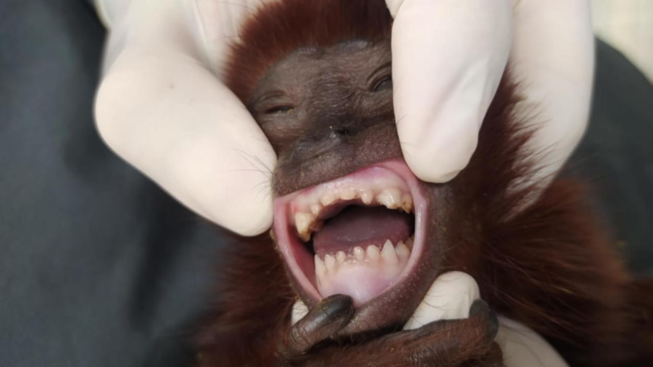 Mono aullador rojo fue rescatado de cautiverio en Medellín