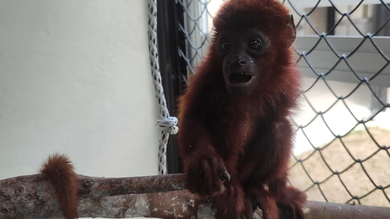 Mono aullador rojo fue rescatado de cautiverio en Medellín