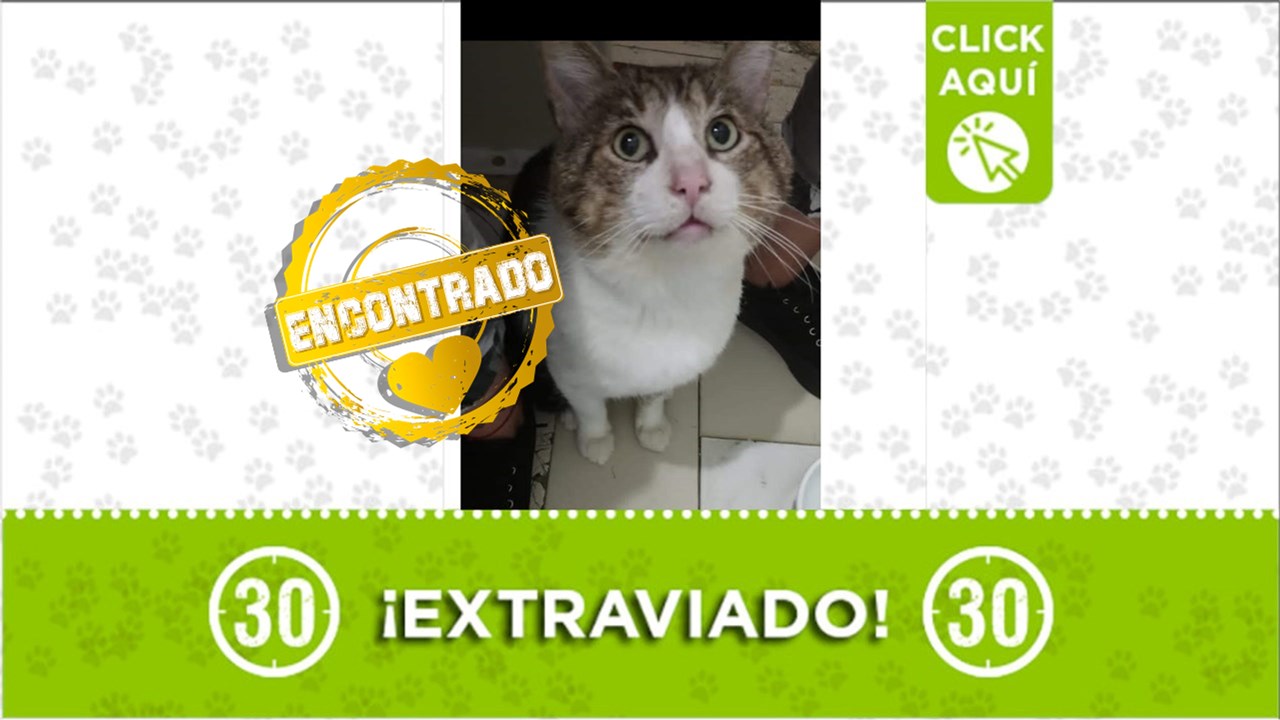 Nino, es un gatico que se había perdido en Envigado, pero ya está de regreso con su familia