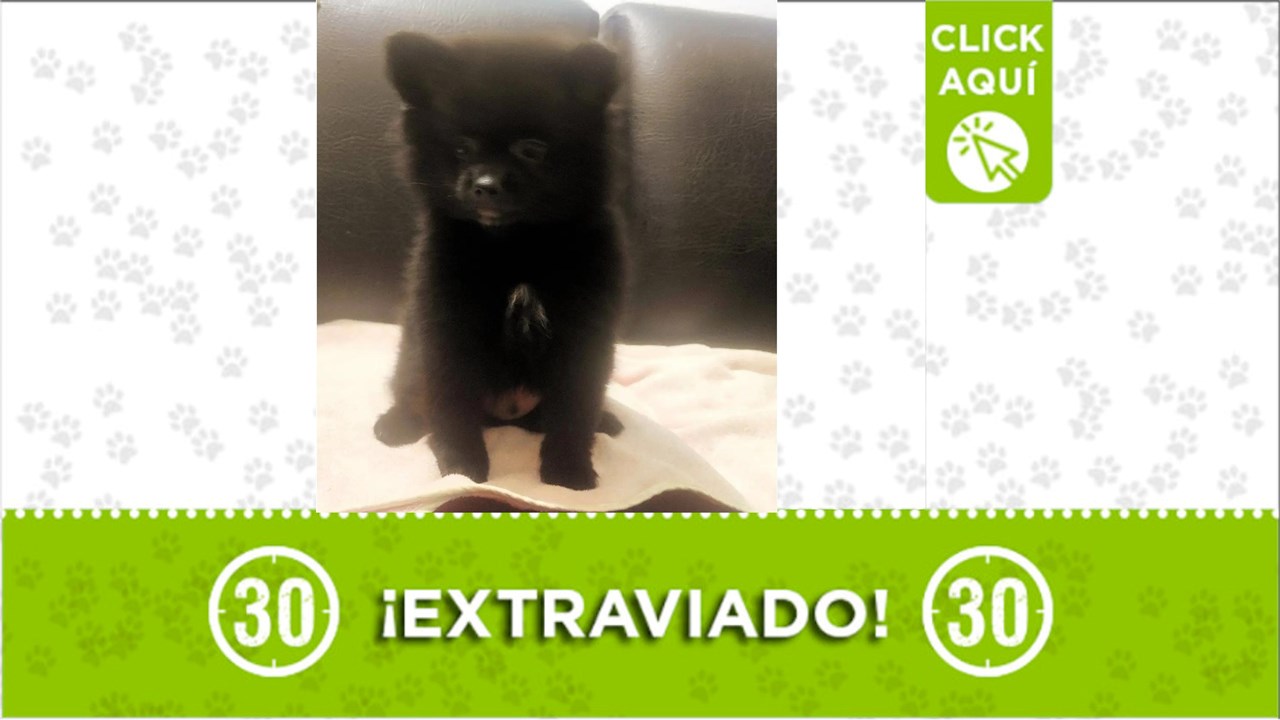 Niño es un perrito de tres meses y se perdió en Bello, luego de que al parecer lo habrían sacado de su lugar de habitación