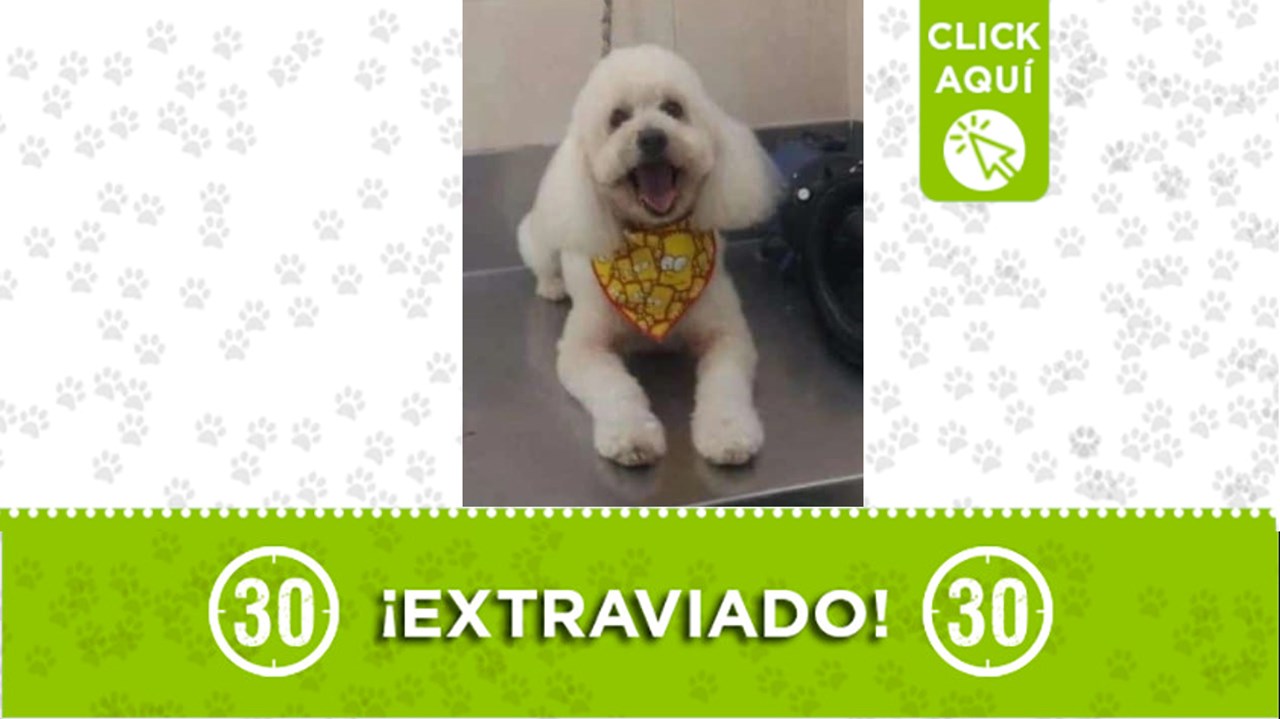 Oddy se perdió en manrique el lunes 12 de febrero y su familia lo busca