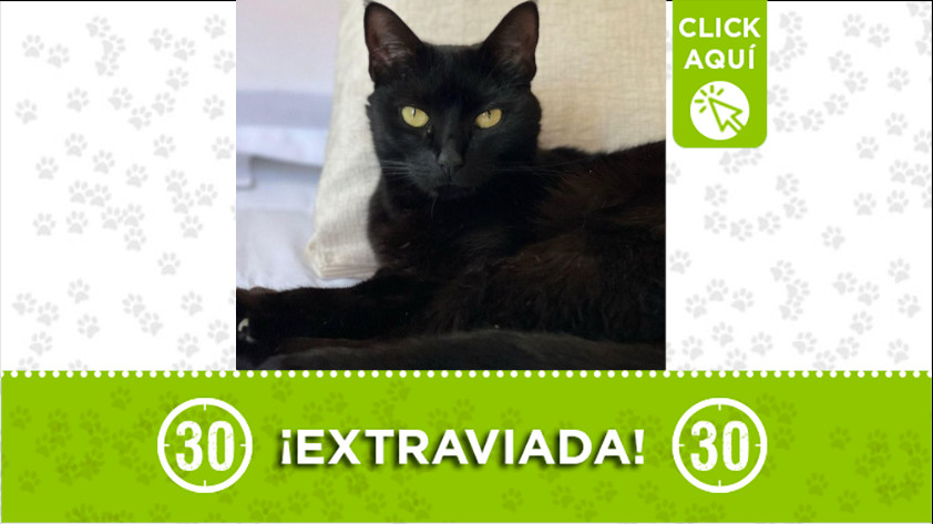 ¿Ha visto a "Olivia"? se perdió en Toledo, La Estrella