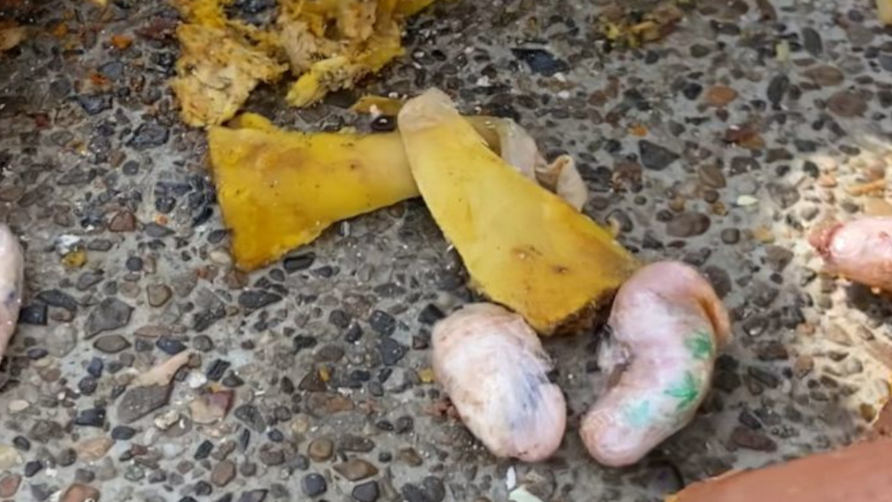 droga en patas de pollo