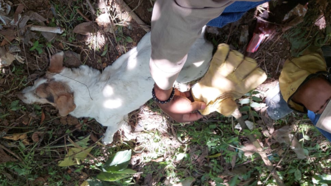 Así hallaron a la perrita enterrada viva en zona boscosa del sector Bariloche: el alcalde de Itagüí denunció el caso