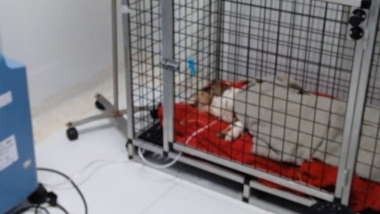 Así hallaron a la perrita enterrada viva en Itagüí