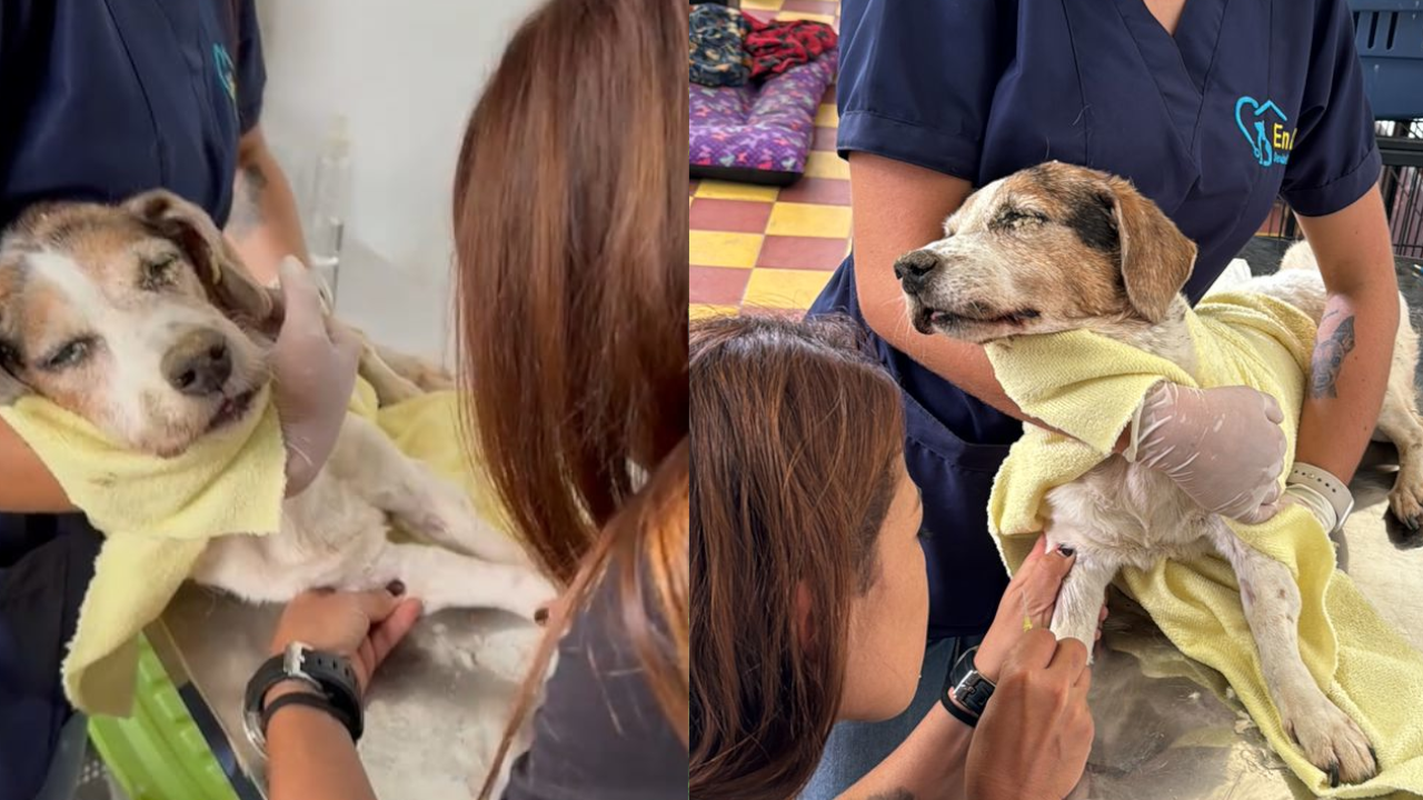 Así hallaron a la perrita enterrada viva en Itagüí