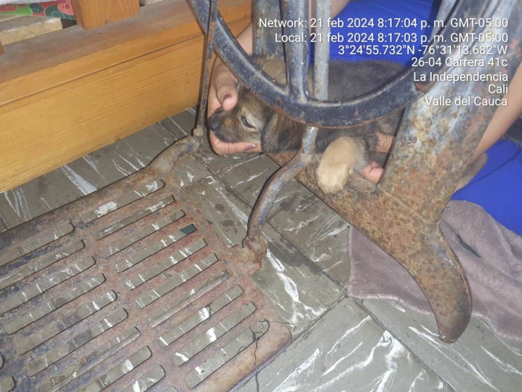 La mascota tuvo que ser rescatado por los bomberos, que acudieron al barrio Las Independencias para atender "la emergencia"