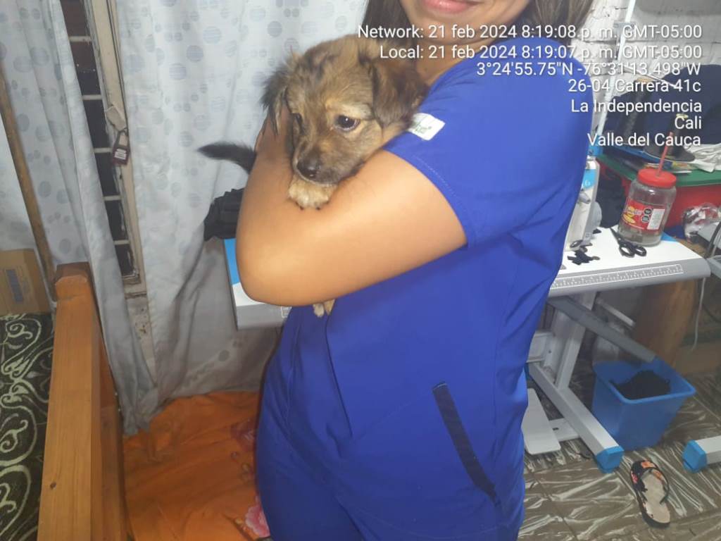 Luego del rescate, que duró aproximadamente tres minutos, el perrito regreso a los amorosos brazos de su "mamá humana"