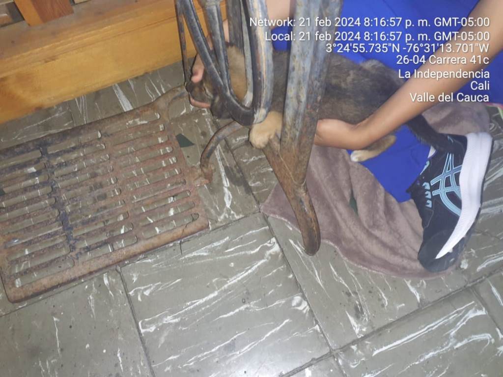 El inquieto perrito quedó atrapado en los fierros de una vieja máquina de coser