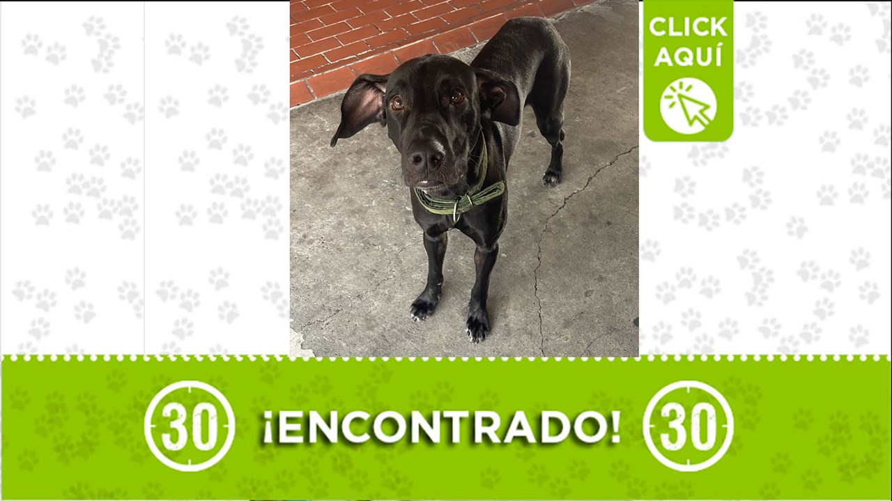 Este perrito llego solito hasta el parqueadero de una unidad residencial en San Diego