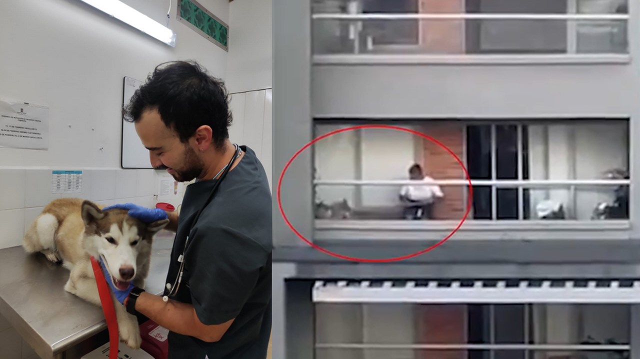 El perrito que era maltratado en la Loma de Los Bernal fue rescatado por las autoridades policiales este viernes 16 de febrero