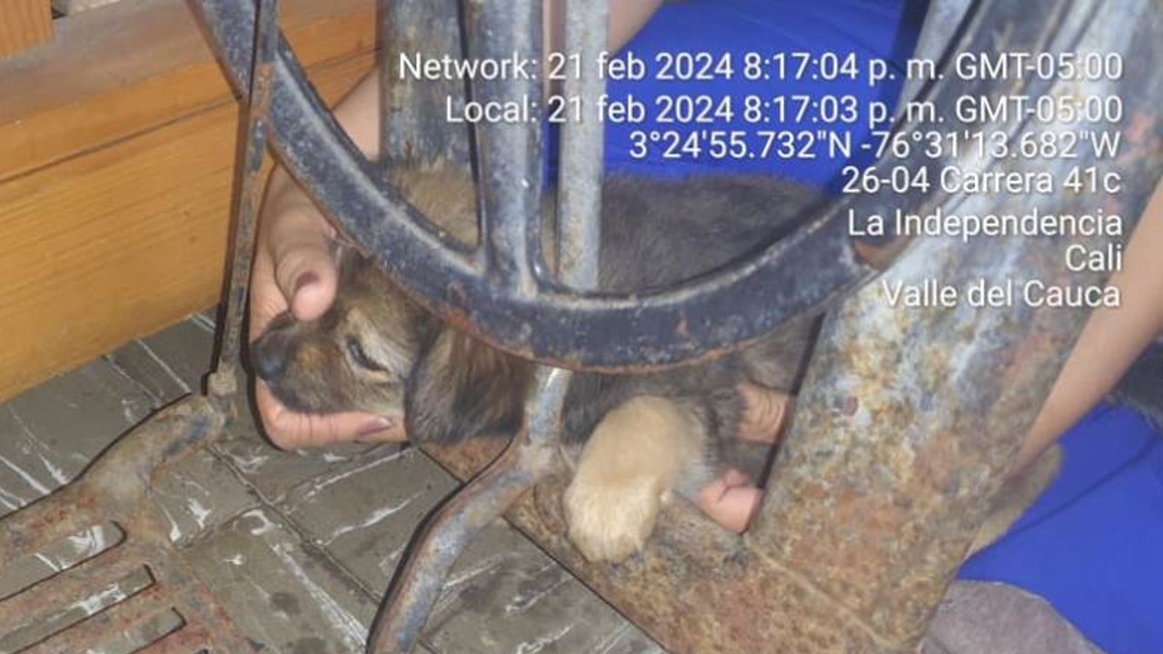 El inquieto perrito pasó "duros momentos"