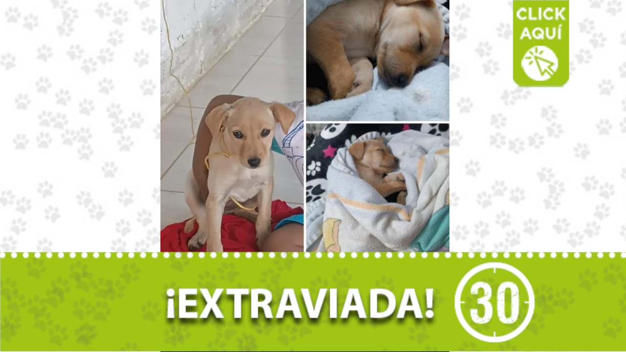 ‘Dasha’ se perdió ¿La ha visto?