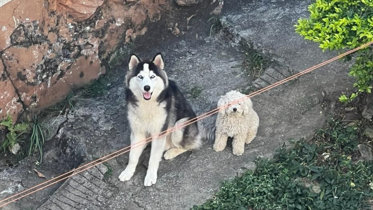 'Es inhumano': En Medellín 2 perritos llevan más de 10 días en el patio de una casa, sin comida, ni agua