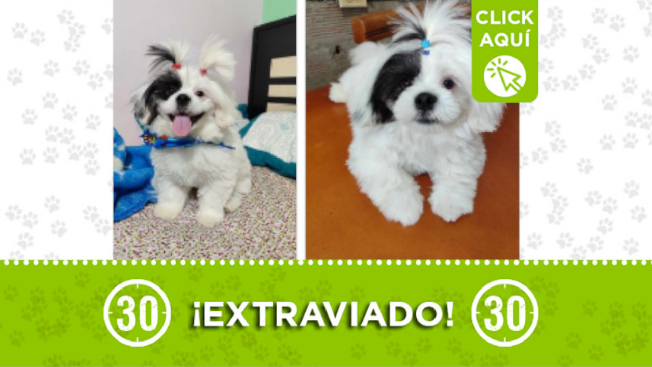 "Copito" se perdió en el barrio Kennedy