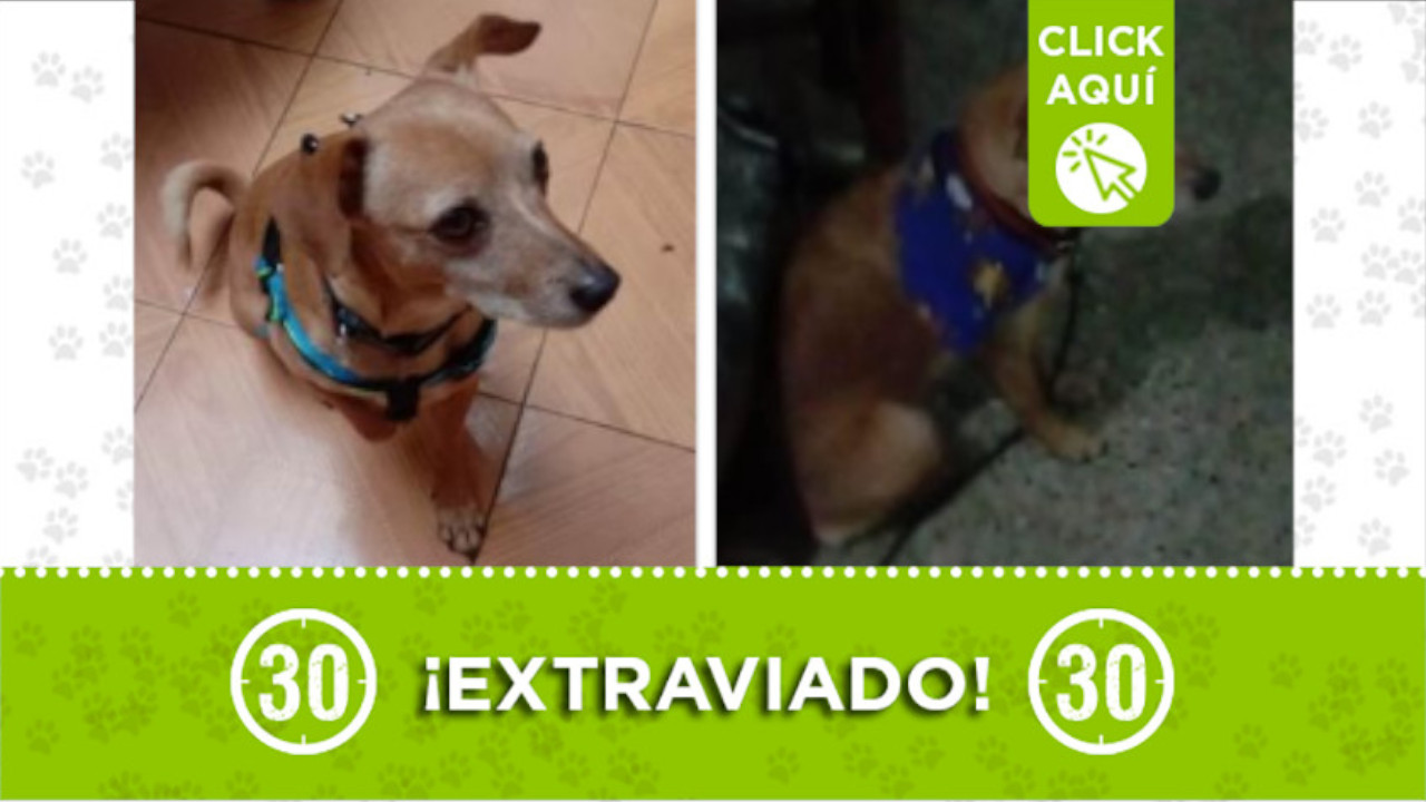 "Scooby" se perdió en el sector Floresta