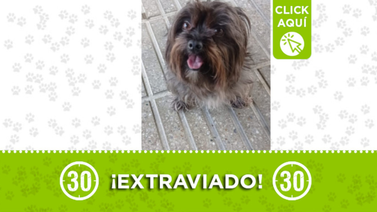 "Chewbacca" se perdió en el barrio Alejandro Echavarría