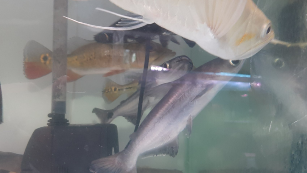 Un pez basa fue incautado por tenencia ilegal en Castilla 