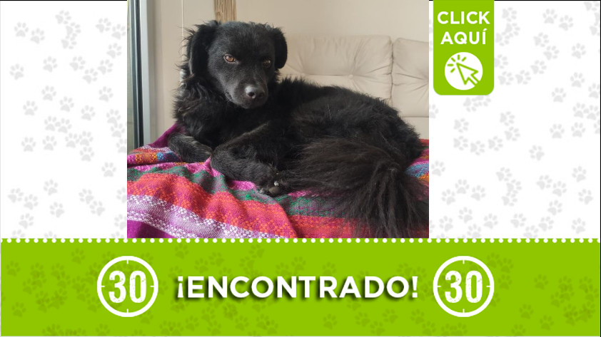 ¿Lo reconoce o desea adoptarlo? Perrito encontrado en Puerta del Norte