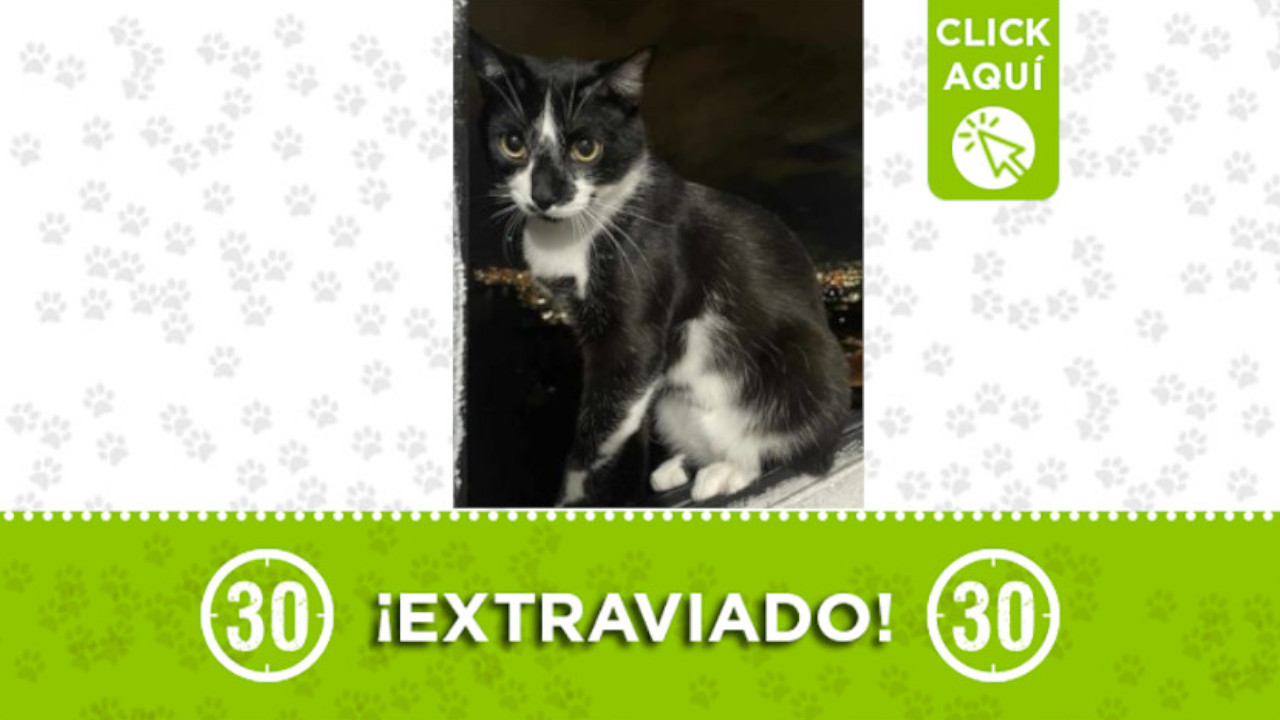 "Puma" se perdió en el barrio Robledo Aures