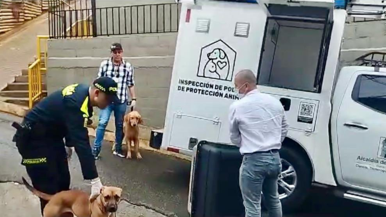 Maltrato animal: recataron dos caninos en el barrio La Avanzada