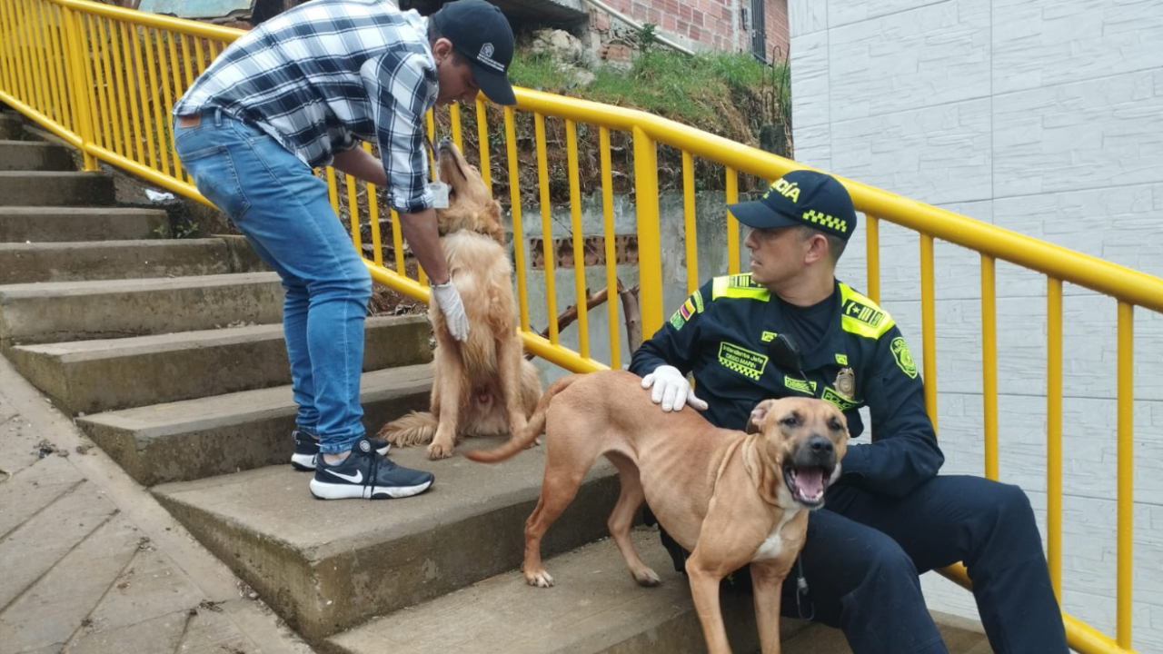 Maltrato animal: recataron dos caninos en el barrio La Avanzada