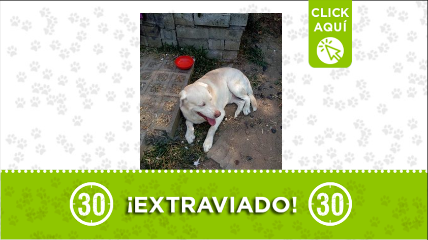 “Romeo” está extraviado por el barrio La Libertad