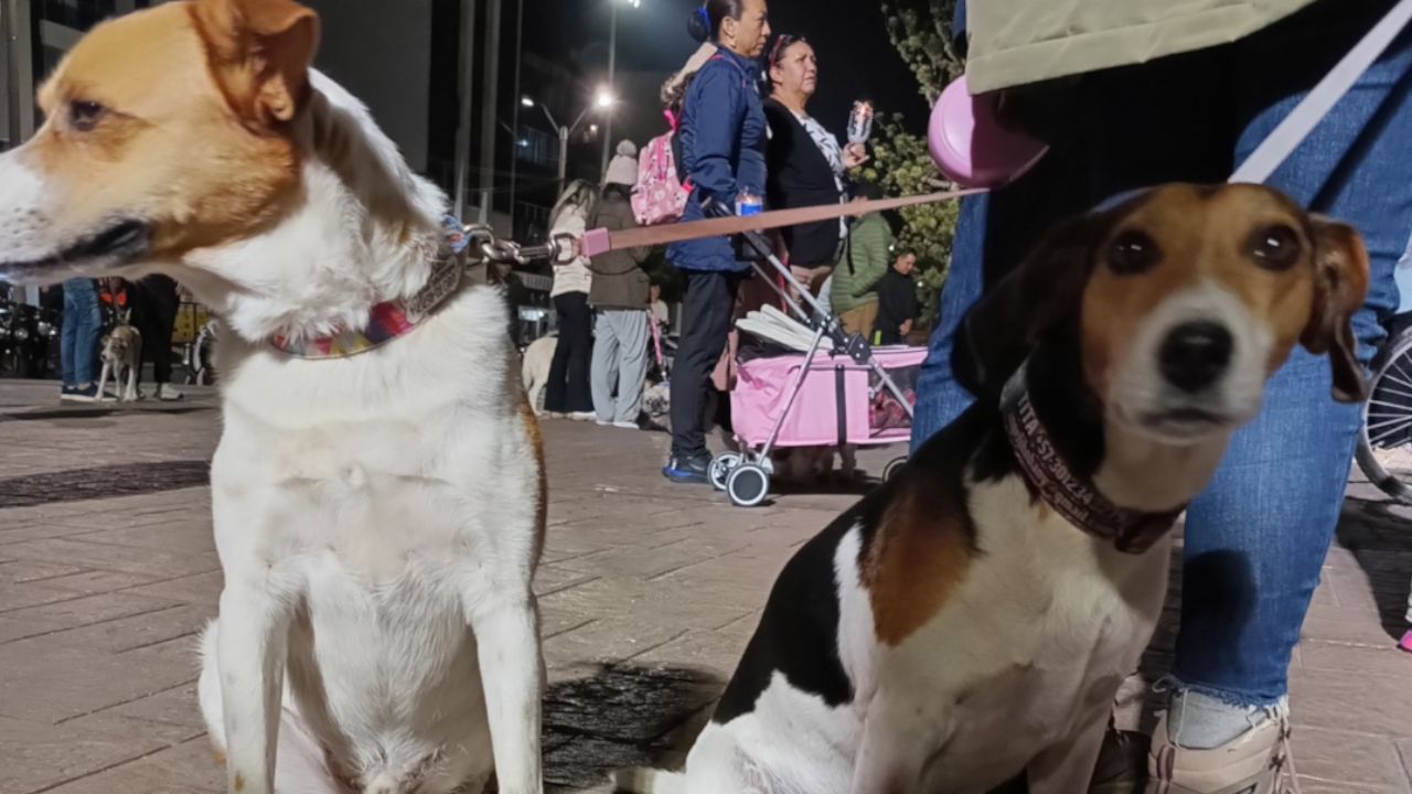 Hicieron un velaton por 'Kira' la perrita asesinada en Sogamoso y fue mucha gente