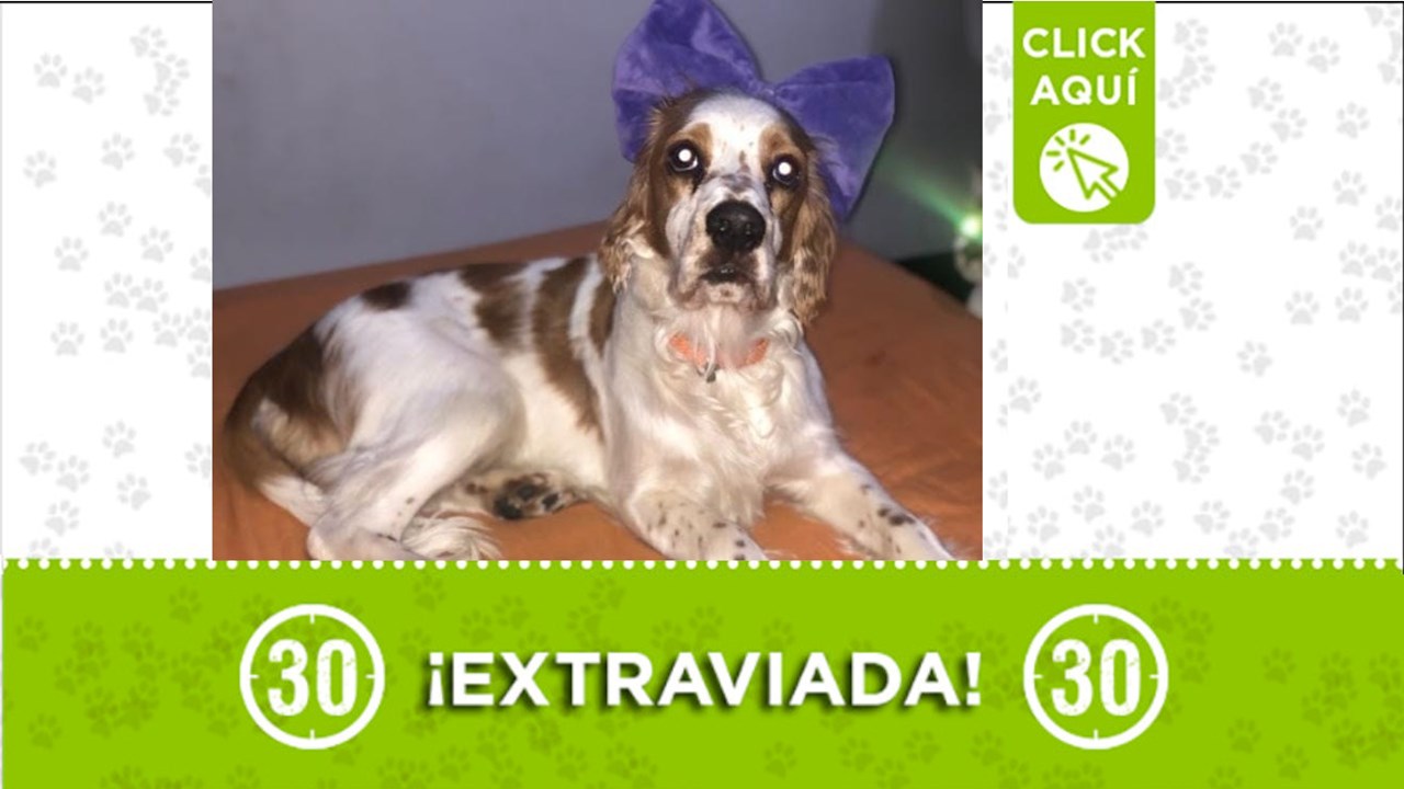 Tequila se perdio el 15 de enero en el noroccidente de