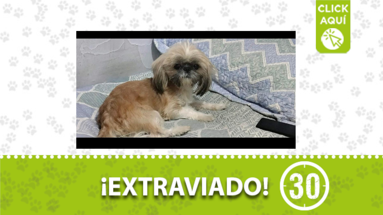 ‘Toby’ se perdió en Campo Valdés ¿Lo ha visto? - Minuto30