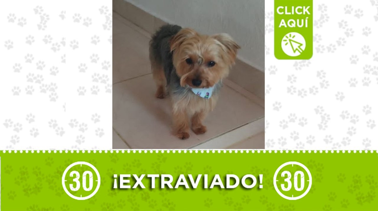 Tony es mascota de ayuda emocional, por lo que es importante hallarlo