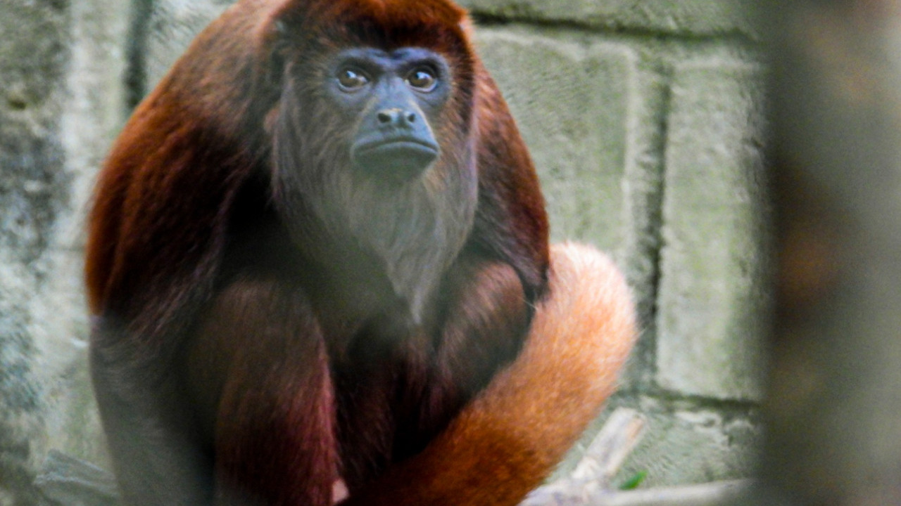 239 animales atendidos este año por tráfico ilegal de fauna silvestre